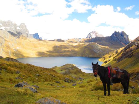 Our horse, Luis Pajon.