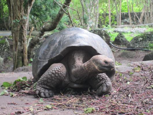 Giant Tortoise on Floreana Island
