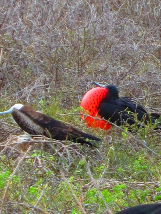 Male Frigate bird trying to attract a mate