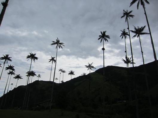 Wax palms