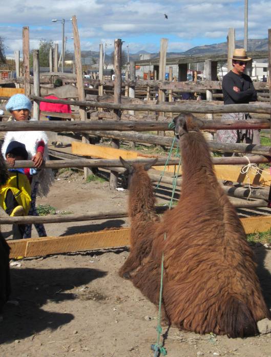 Llamas...doing what Llamas do