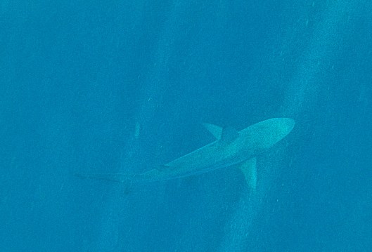 Shark at Kicker Rock