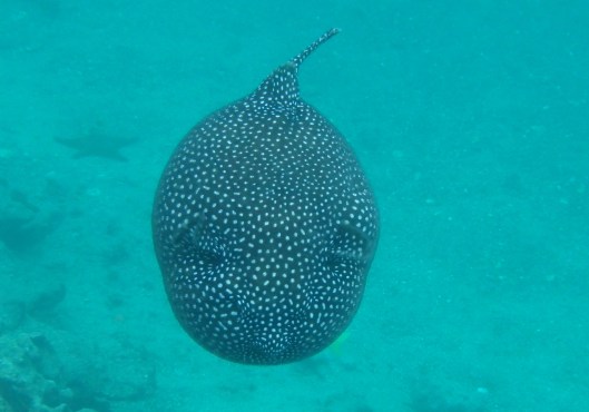 Puffed up Puffer fish