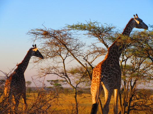 giraffes at sunset