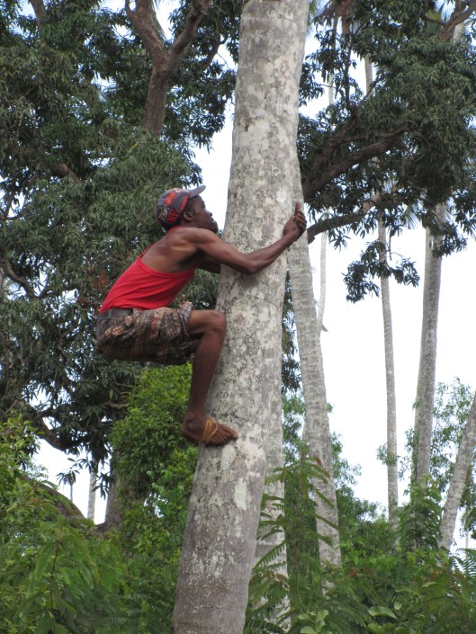 climbing a palm tree