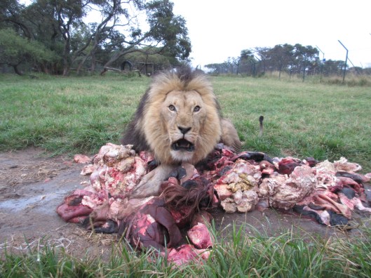 Lion with his carcass at the Lion Feed