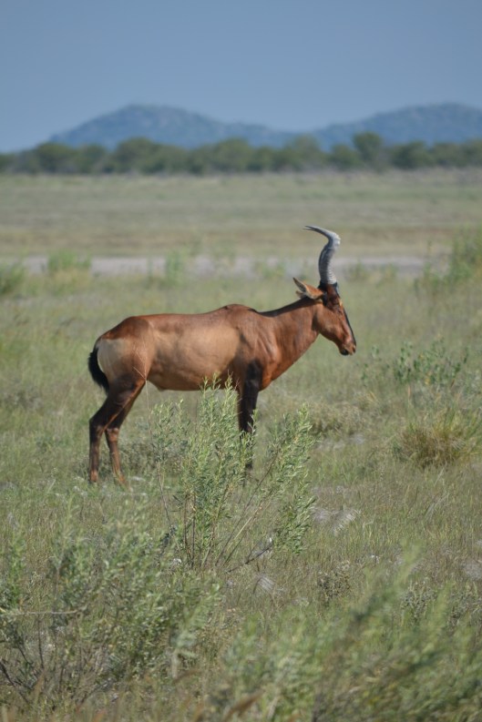 Hartebeest