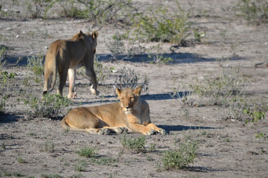 Lions at Etosha