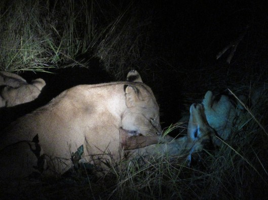 The Lions with their "kill" - the impala