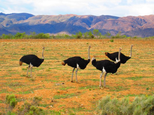 Ostriches in the Ostrich capital of the world