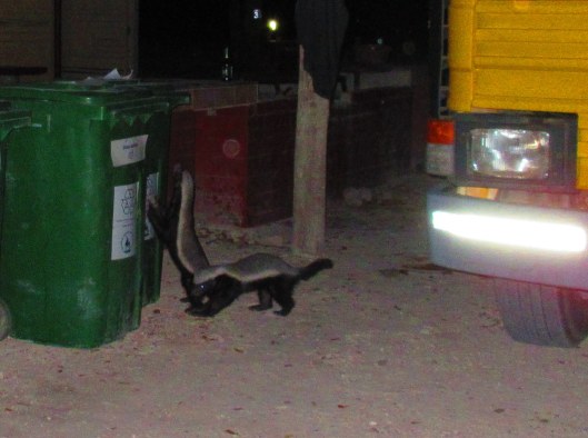 Cheeky Honey Badgers right before they upturned the trash cans