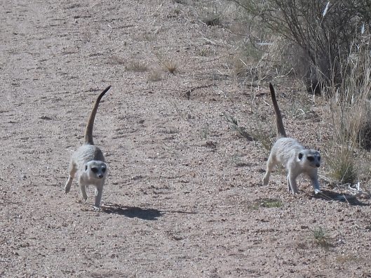 Meerkats following us!