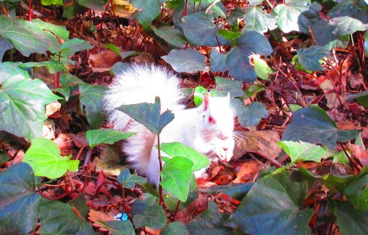 "Apartheid Squirrel"